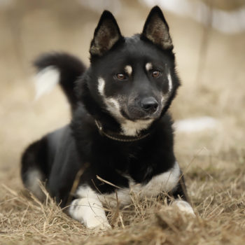 Сокол