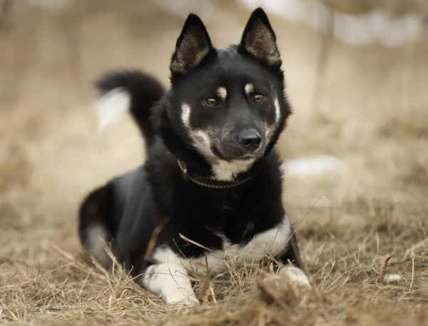 Сокол