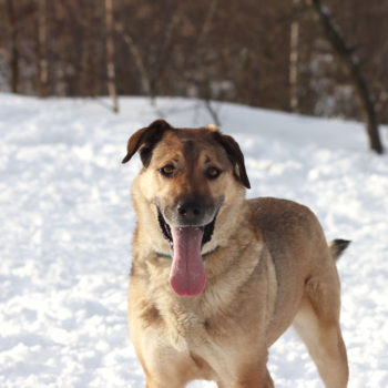 Рольф