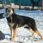 Келли