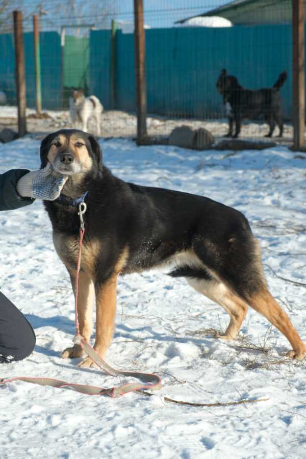 Келли