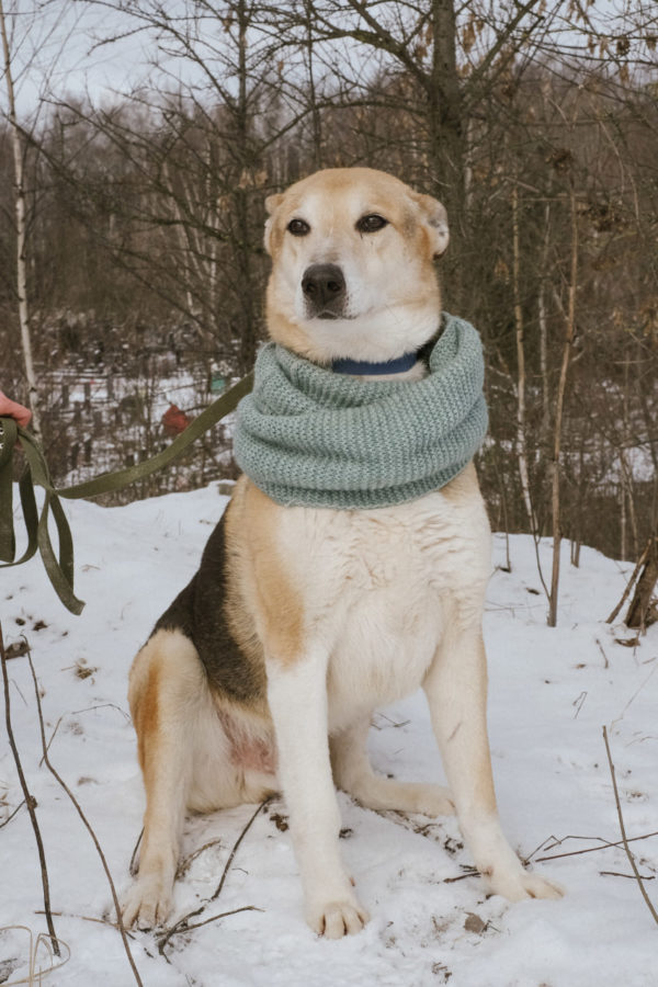 Блинчик