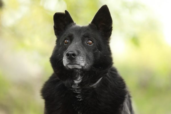 Кекс