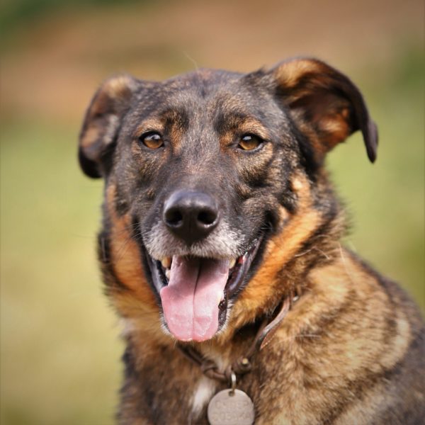 Лана