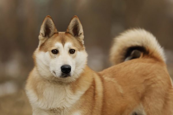 Хася