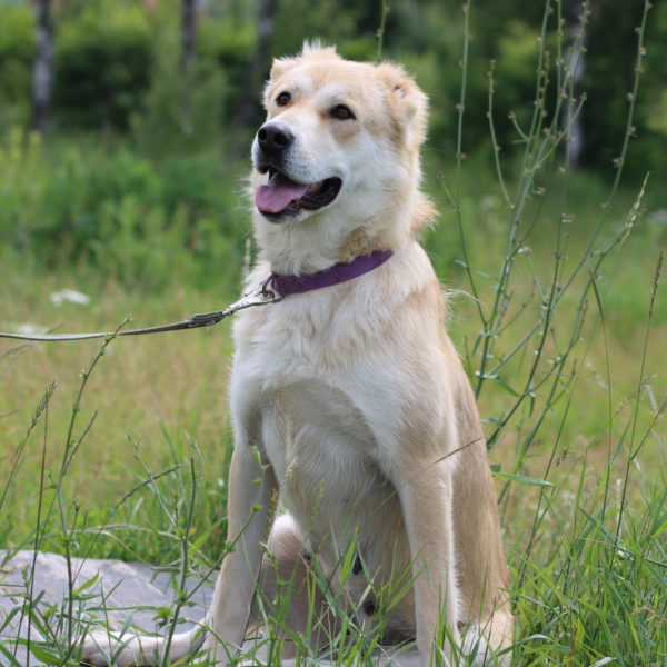 Камилла
