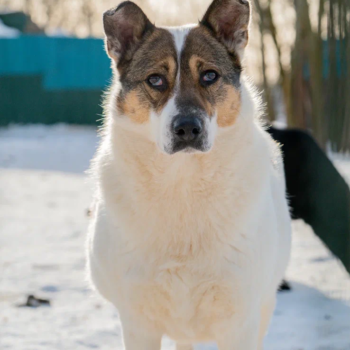 Энни